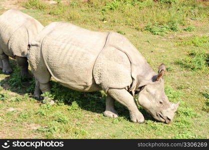 Closeup view of wild rhino in Nepal