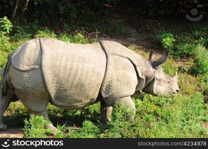 Closeup view of wild rhino in Nepal