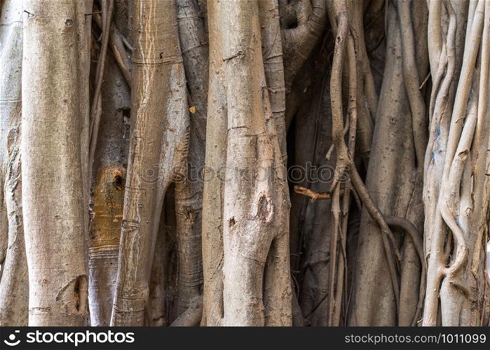 Closeup Weeping fig trunk for background texture