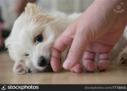 Closeup White Bichon Puppy playing on floor