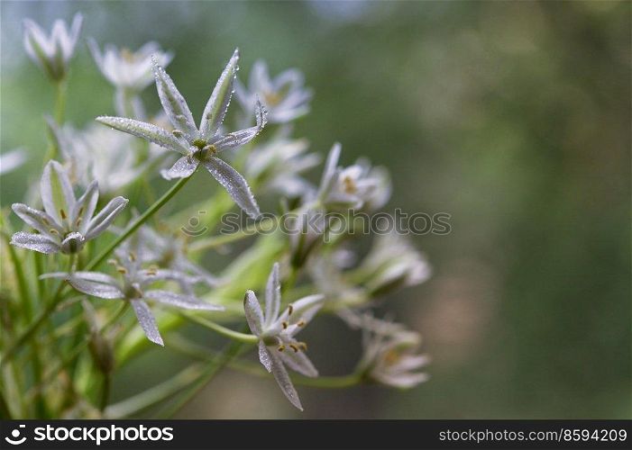Closeup White flowers of Ornithogalum umbellatum or Star of Bethlehem