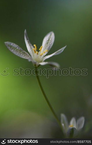 Closeup White flowers of Ornithogalum umbellatum or Star of Bethlehem