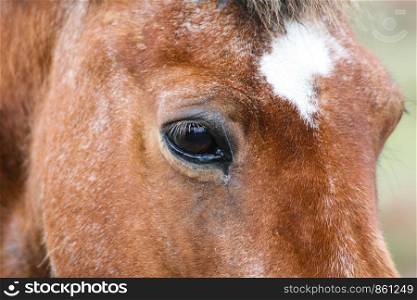 Closeup with eyes of horse in Iceland