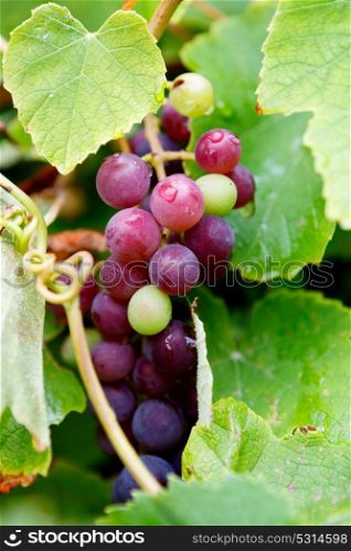 Closeup with green and brown grapes in autumn harvest