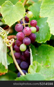 Closeup with green and brown grapes in autumn harvest