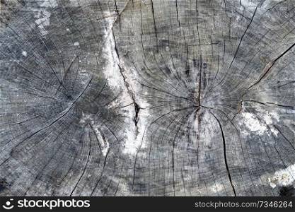 Closeup wooden cut Texture for wallpaper
