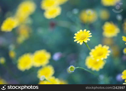 Closeup yellow flowers 