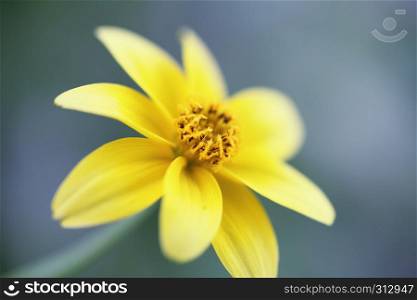 Closeup yellow flowers in macro