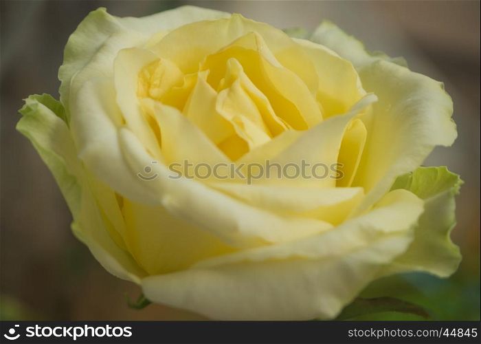 Closeup yellow gradient white rose with defocus background