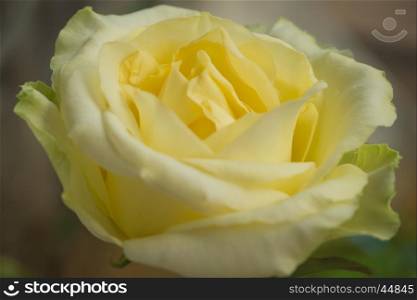 Closeup yellow gradient white rose with defocus background