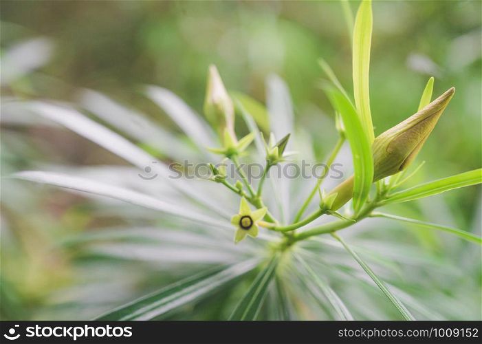 Closeup Yellow Oleander flower bud and small green leaves with yellow sunlight and defocus bokeh background. Beginning the new things concept.