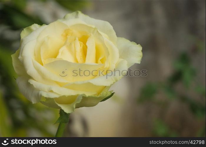 Closeup yellow rose, Blur background, Copyspace
