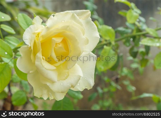 Closeup yellow rose with drop and defocus background