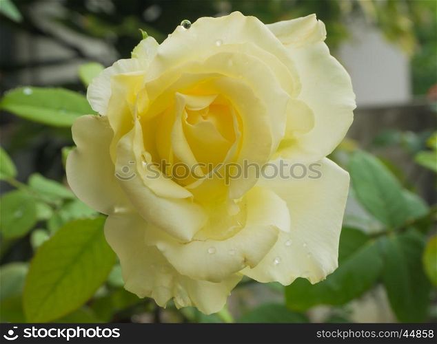 Closeup yellow rose with drop, Blur background