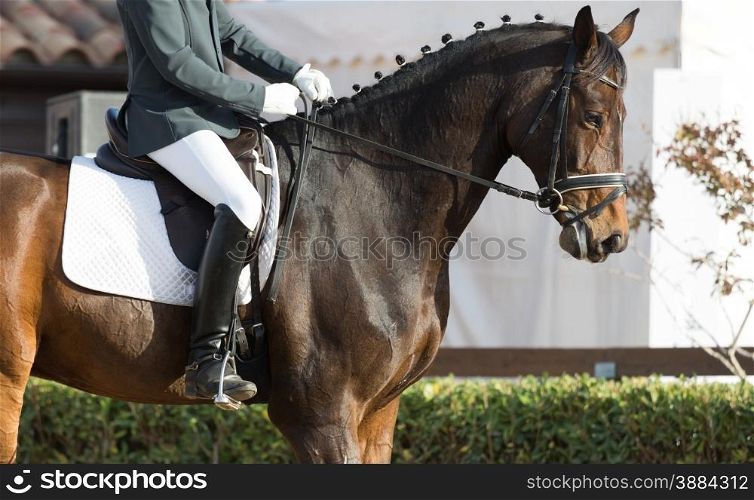 Closeups of a competition of dressage horses in Spain