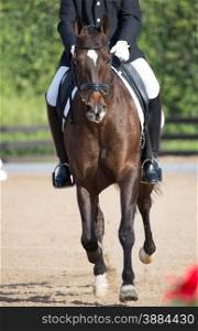 Closeups of a competition of dressage horses in Spain