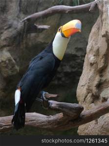 Closup of Toucan on a branch in avifauna netherlands. Closup of a Toucan on a branch