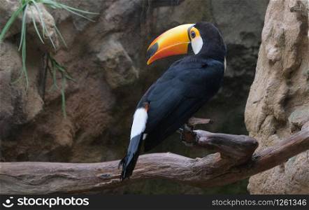 Closup of Toucan on a branch in avifauna netherlands. Closup of a Toucan on a branch
