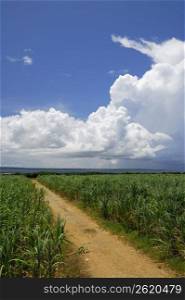 Cloud and cane field