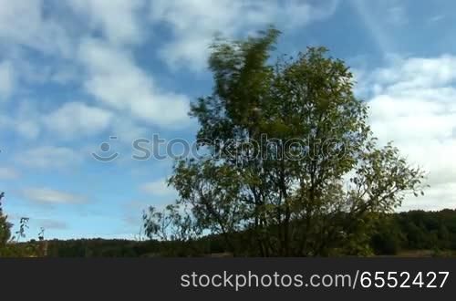 cloud fly over the tree