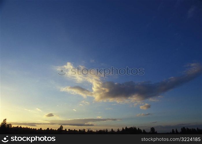 Cloud In A Clear Blue Forest Sky