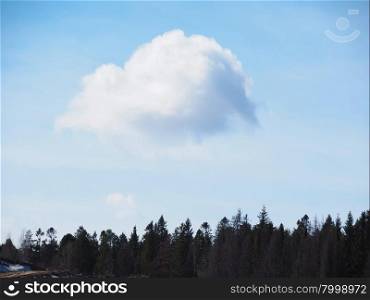 cloud over the forest