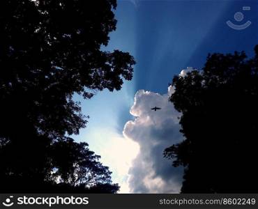 cloud with sunlight over tree