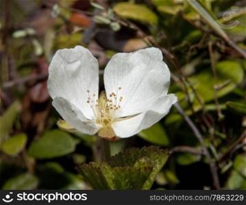 cloudberry flower in the wild