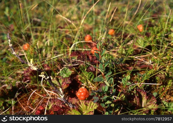 cloudberry in mountain