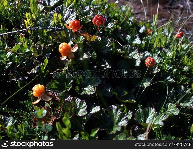 Cloudberry in sunshine in the mountain