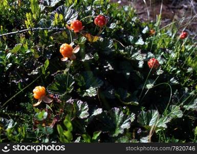 Cloudberry in sunshine in the mountain