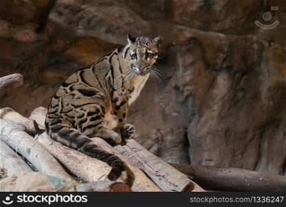 Clouded Leopard close up portrait in zoo