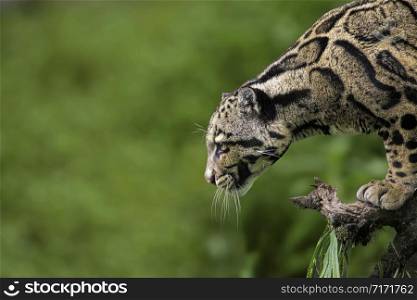 Clouded Leopard, Neofelis nebulosa, Himalayan foothills, India. listed as Vulnerable on the IUCN Red List.