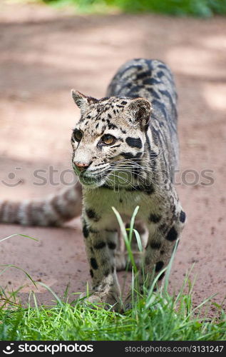 Clouded leopard Neofelis Nebulova big cat in captivity