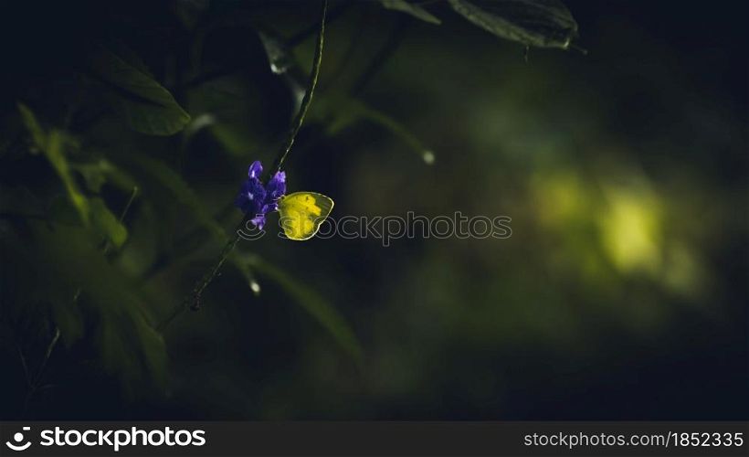 Clouded yellow butterfly in the early morning sipping nectar from small purple wildflowers, backlit glowing yellow wings. Morning light passing through the butterfly.