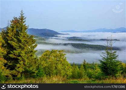 Cloudless morning over the wooded mountains. Bright green grass and spruces in the foreground. Fog in the valley. Morning Fog in the Summer Valley
