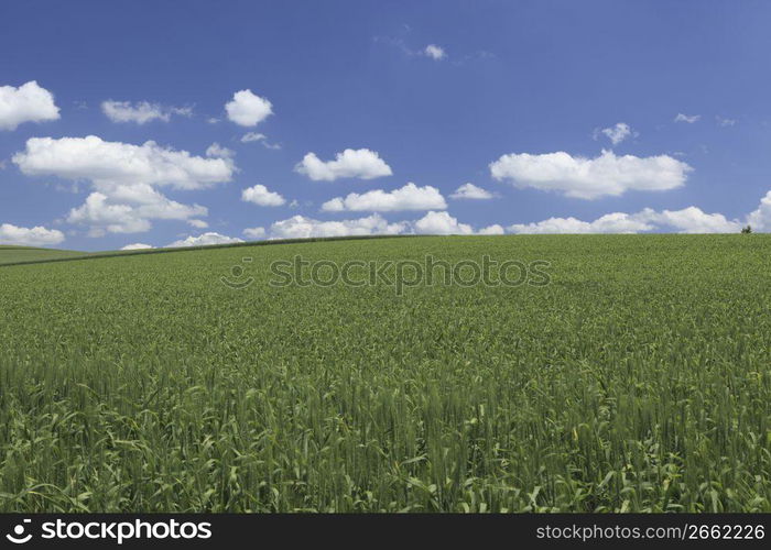 clouds above a field