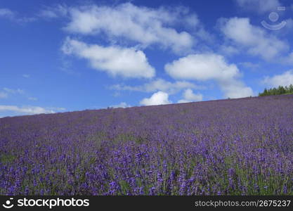 clouds above a field