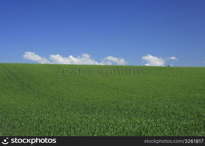 clouds above a field