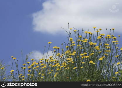 clouds above flowers