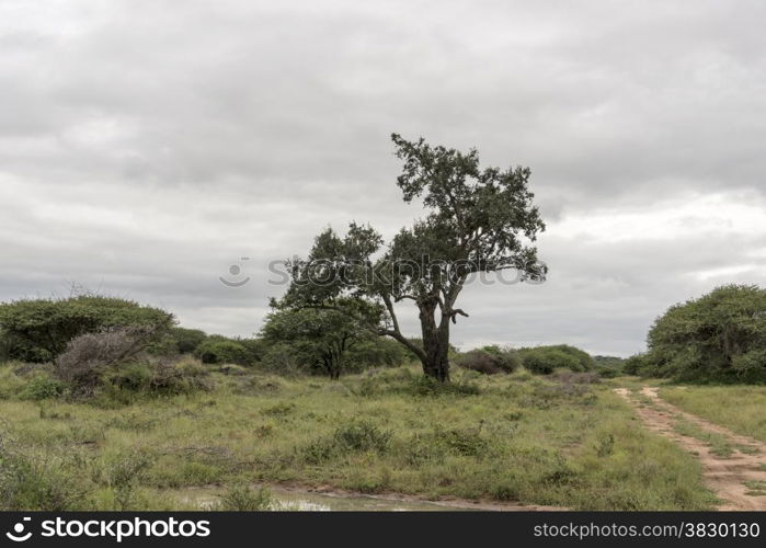 clouds and forest in national parc south africa