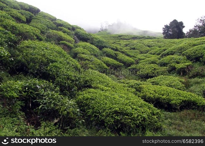 Clouds and tea plantation in Cameron Highlands, Malaysia