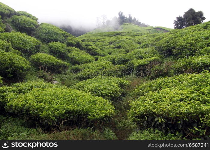 Clouds and tea plantation in Cameron Highlands, Malaysia