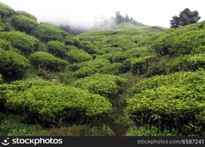 Clouds and tea plantation in Cameron Highlands, Malaysia