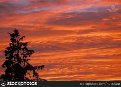 Clouds and Tree at Sunset