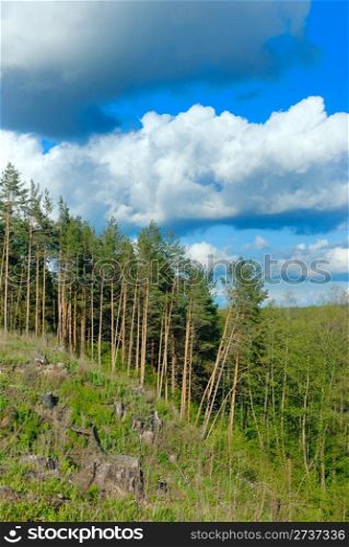 Clouds in the blue sky above the pine forest and timber cutting.