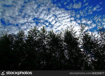 clouds in the blue sky on the background of trees. clouds in the blue sky on the background of trees, Russia