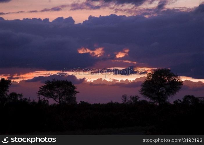 Clouds over a forest at dusk, South Africa