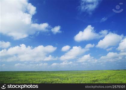 Clouds over a landscape, Texas, USA