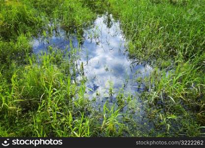 Clouds Reflected In Green Marshland